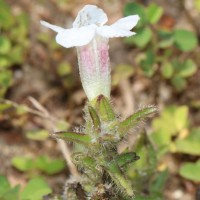 Centranthera indica (L.) Gamble